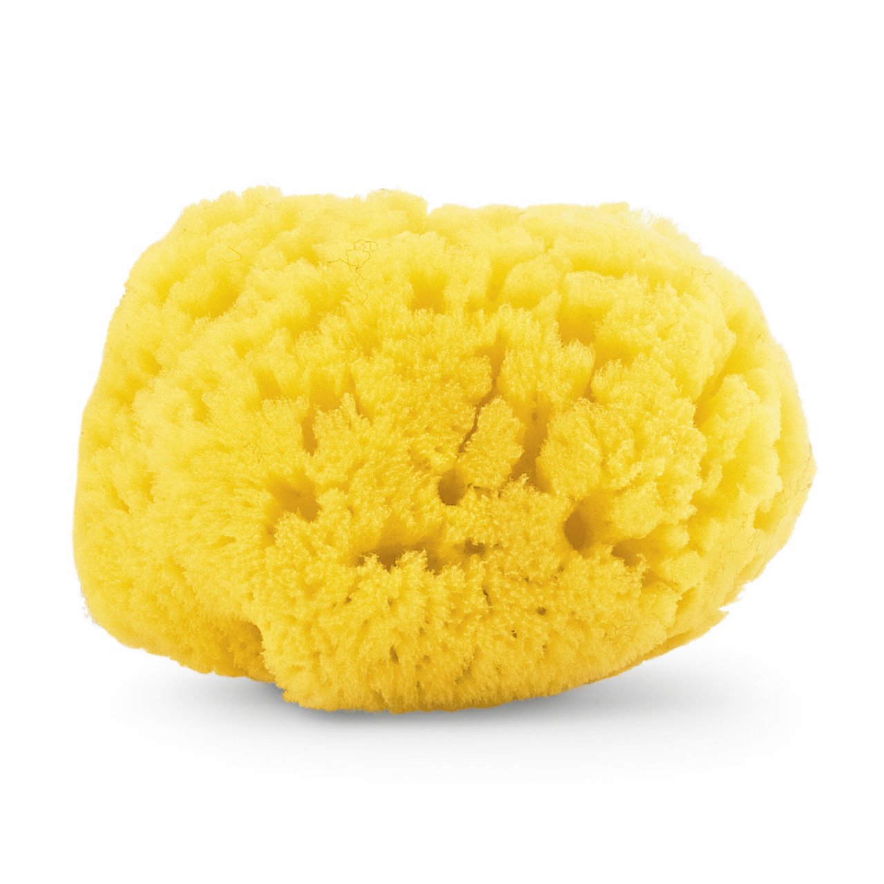Sponge Carribbean null - 1