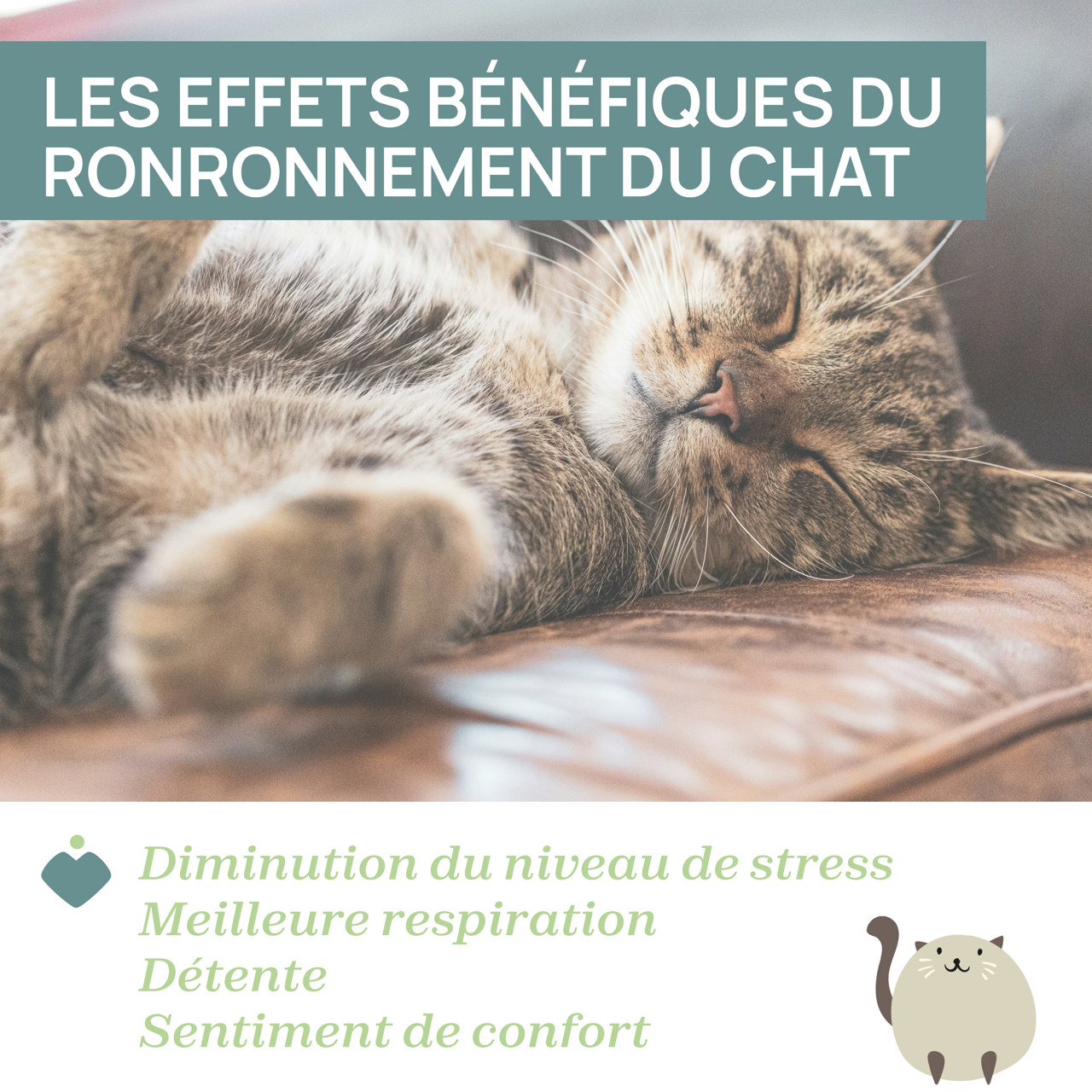 Peluche Chaton Chicco - 6