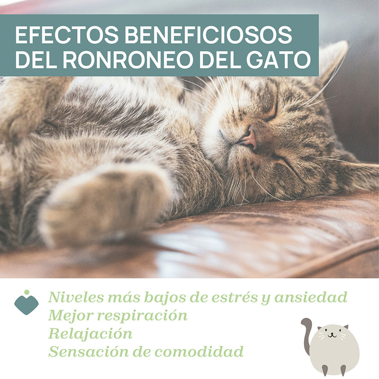 Gatito Ronroneador null - 3