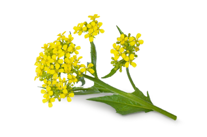 FITOSTEROLI DA SEMI DI BRASSICA CAMPESTRIS