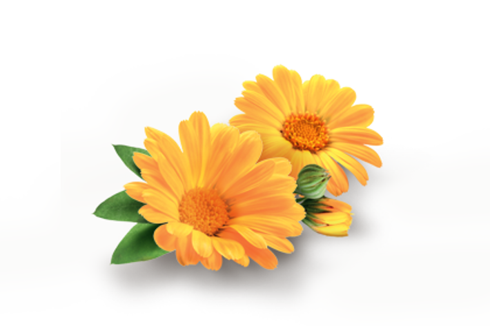 ESTRATTO DI CALENDULA