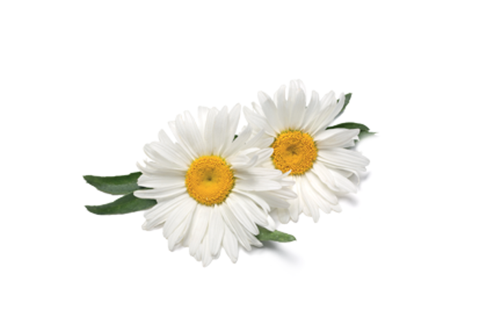 CAMOMILLA