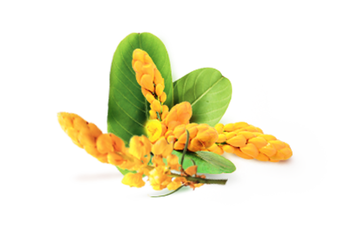 CASSIA ALATA