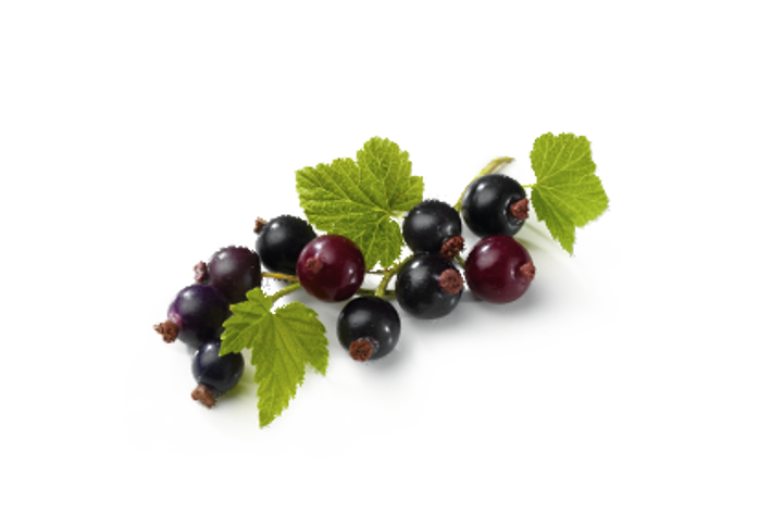 OLIO DI SEMI DI RIBES NERO