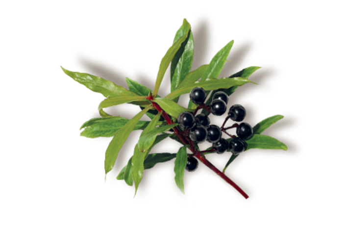 ESTRATTO DI TASMANNIA LANCEOLATA